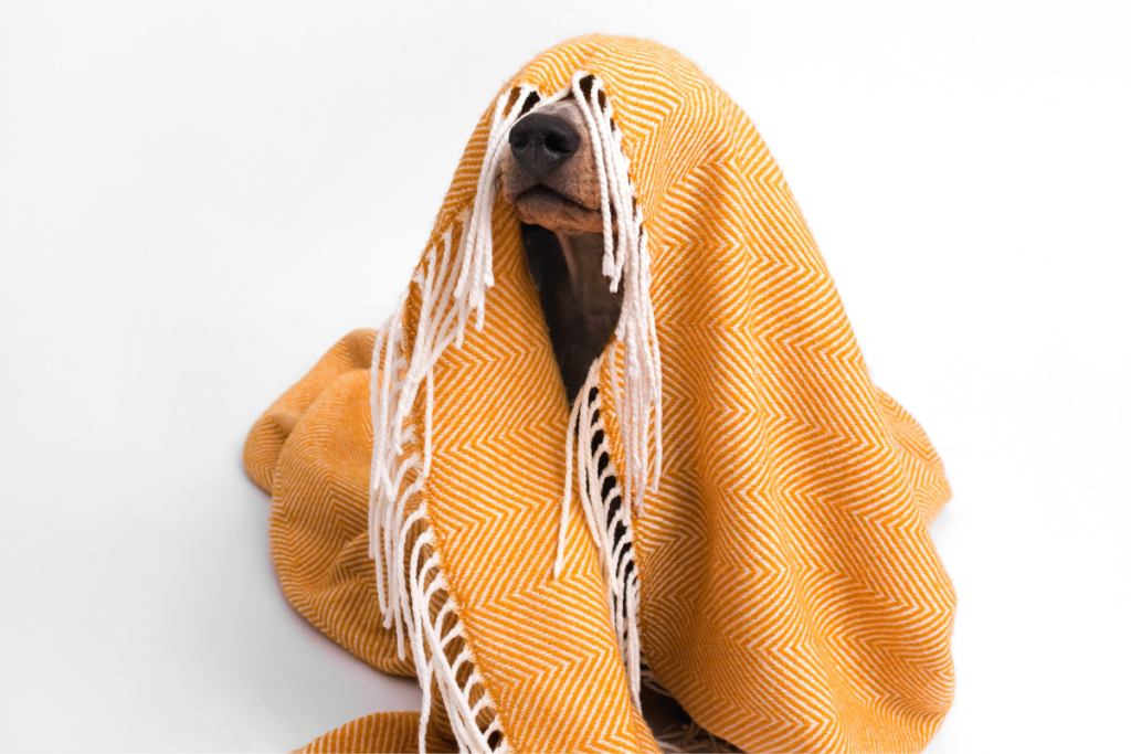 Dog under blanket