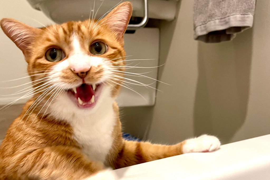 Orange Cat Meowing